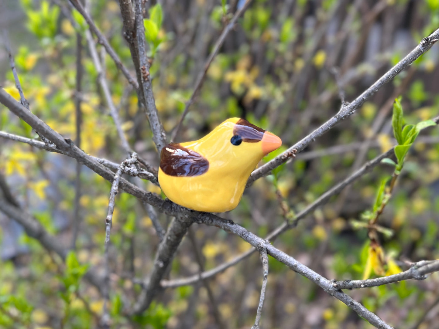 Birds