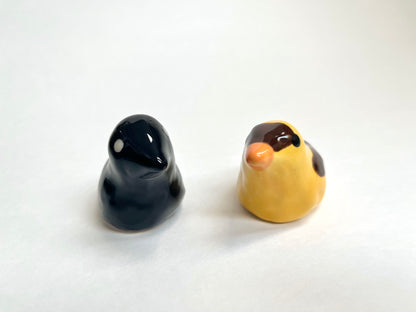 Birds